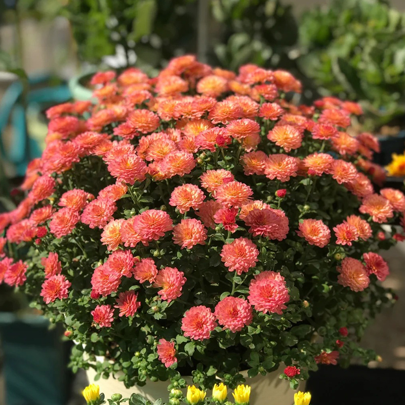 Süßigkeiten-Chrysanthemen-Samen