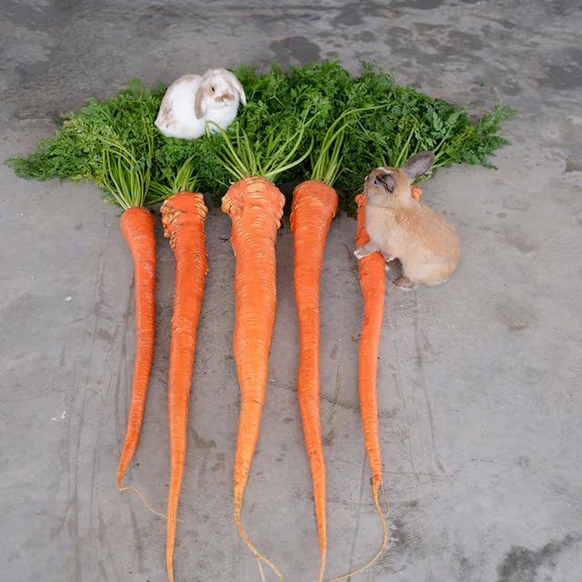 🥕 Manpukuji-Karottensamen | Chemikalienfrei | Geeignet für den Bio-Anbau 🌱