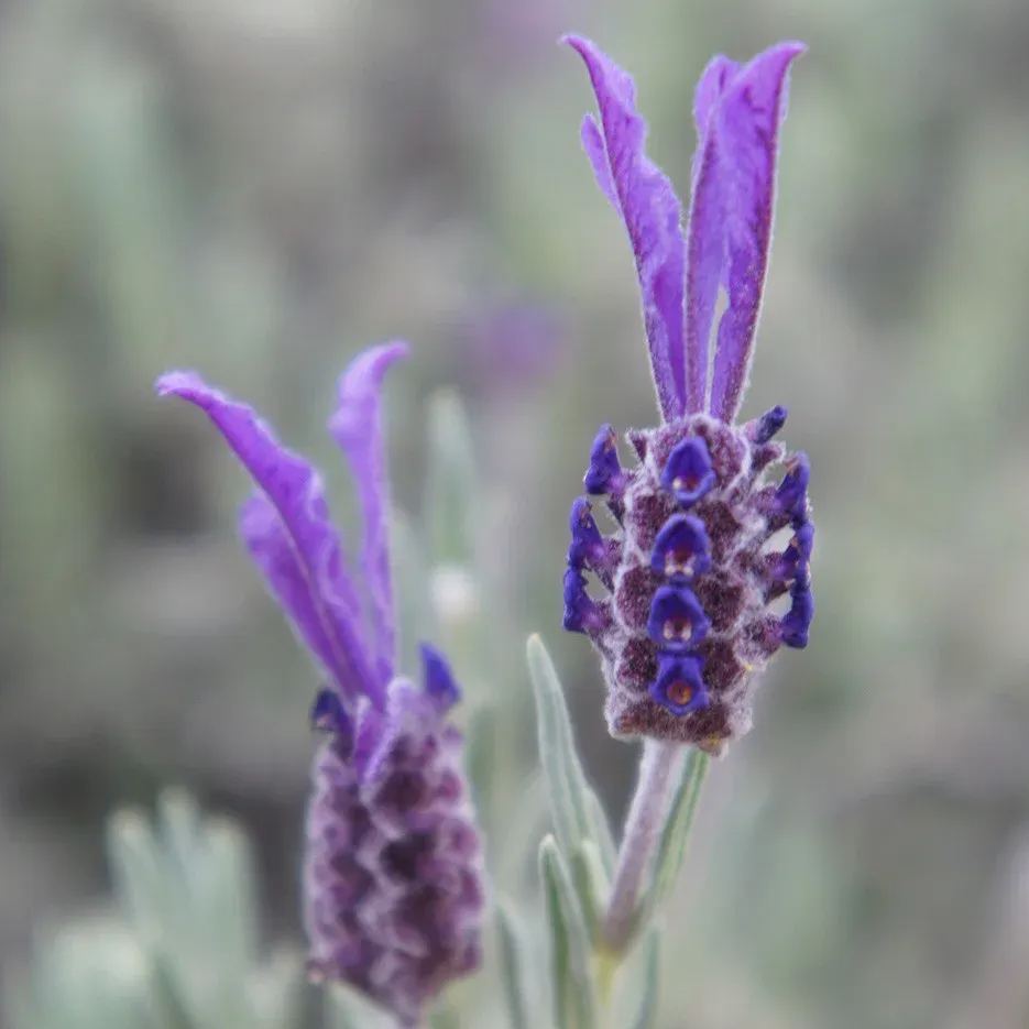 Lavendel samen