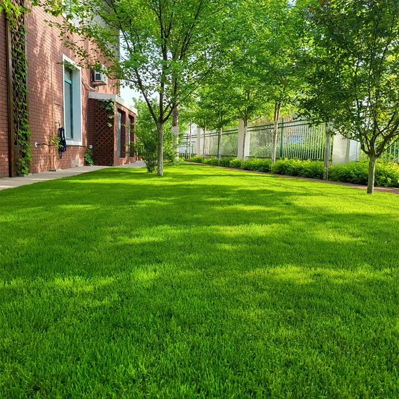 🌱2026 Advanced Lawn Seed for Thicker, Greener Turf