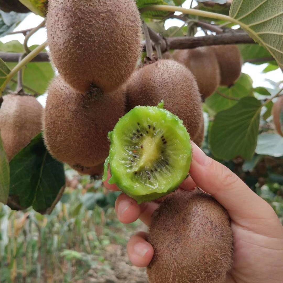 (New Harvest) 🥝Kiwi Berries Seeds | 🌿Pre-Primed for High Germination (99% Germination)