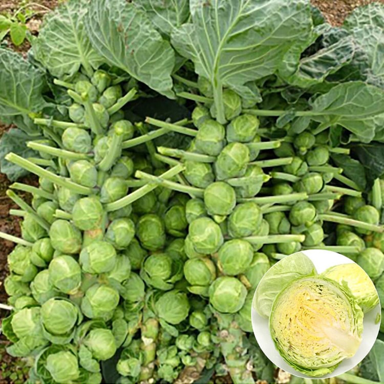 Σπόροι Λαχανιών Βρυξελλών