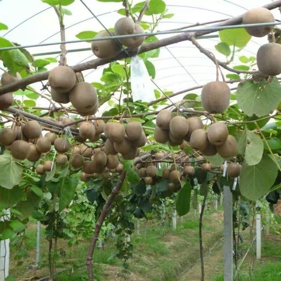 (New Harvest) 🥝Kiwi Berries Seeds | 🌿Pre-Primed for High Germination (99% Germination)