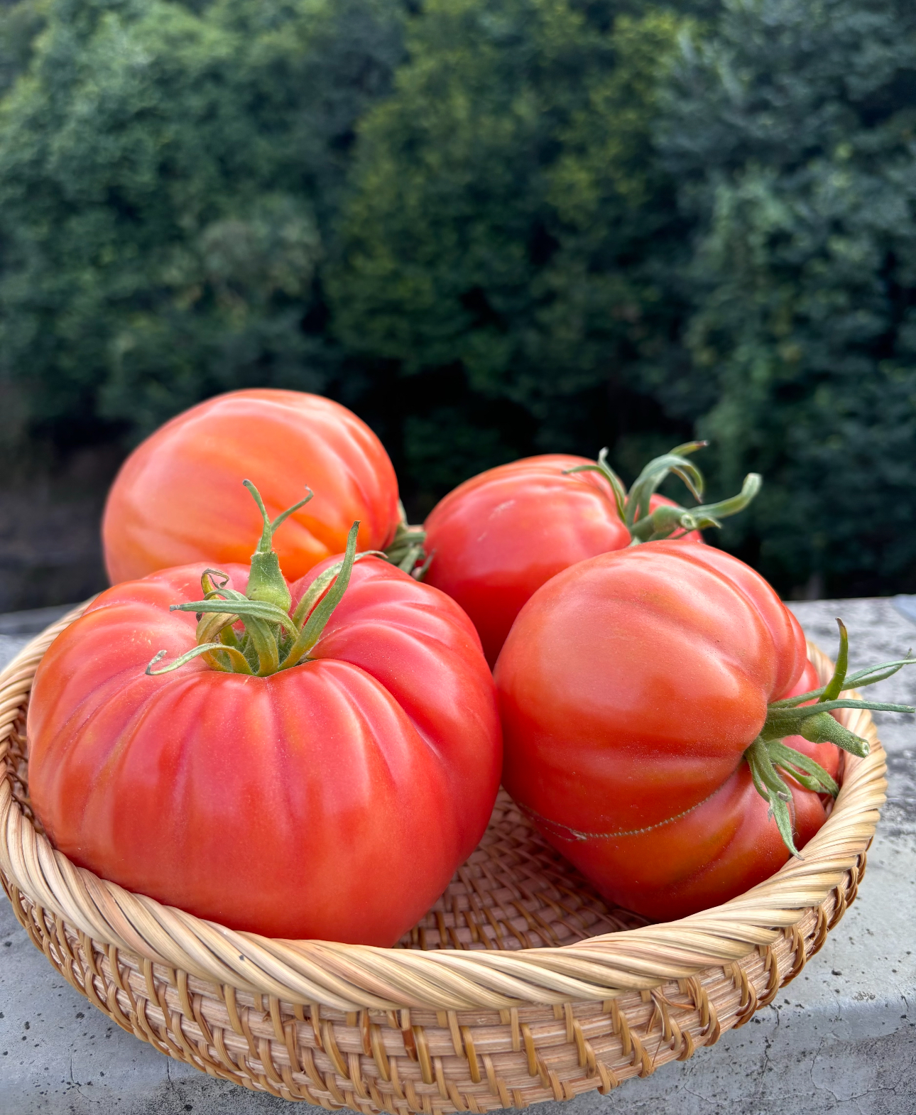 🍅Pomidor Hybrydowy "Ruby Monster"