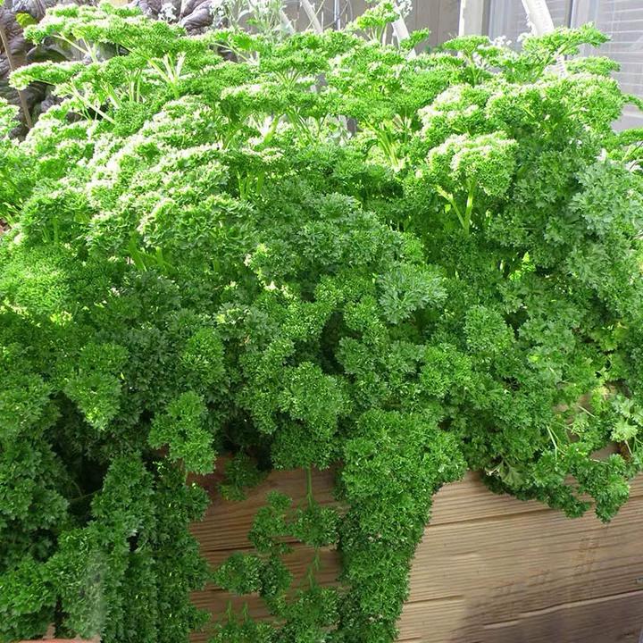 Ültesd el egyszer, szedd egész szezonban! – Petrezselyemmag