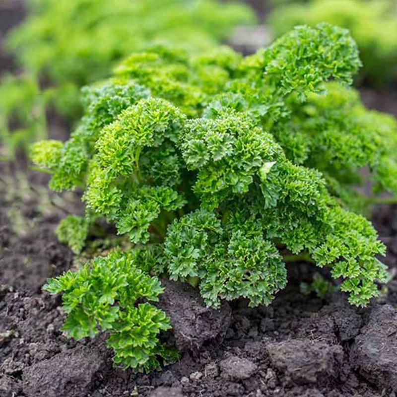 Ültesd el egyszer, szedd egész szezonban! – Petrezselyemmag