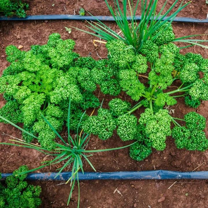 Ültesd el egyszer, szedd egész szezonban! – Petrezselyemmag