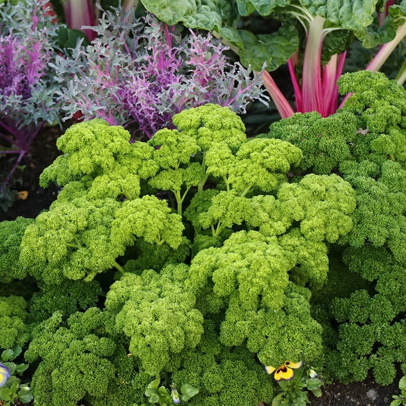 Ültesd el egyszer, szedd egész szezonban! – Petrezselyemmag