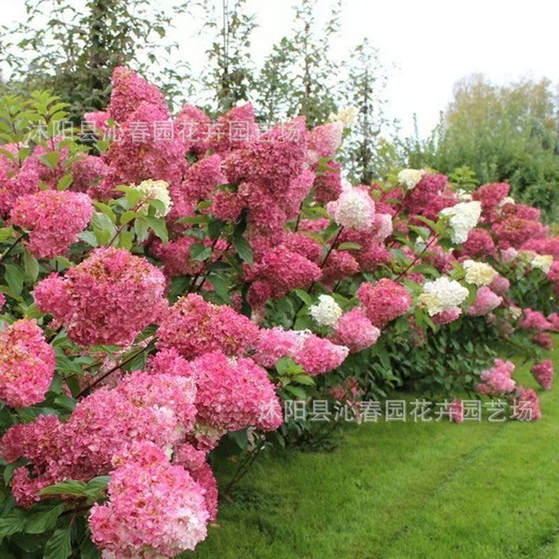 🔥50% rabatu na nasiona hortensji