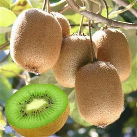 (New Harvest) 🥝Kiwi Berries Seeds | 🌿Pre-Primed for High Germination (99% Germination)