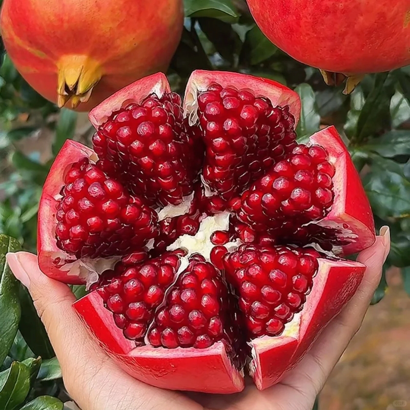 🍎 Σπόροι Ροδιού – Καλλιέργησε τα δικά σου ρόδια, ζουμερά, υγιεινά & εύκολα! 