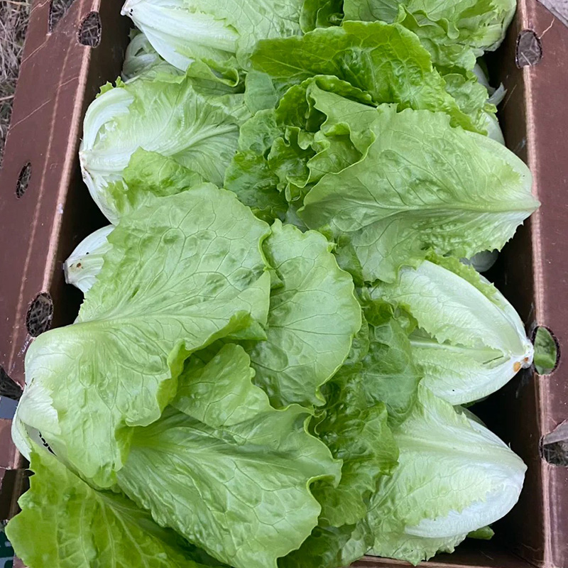 Nasiona Włoskiej Sałaty 🥬