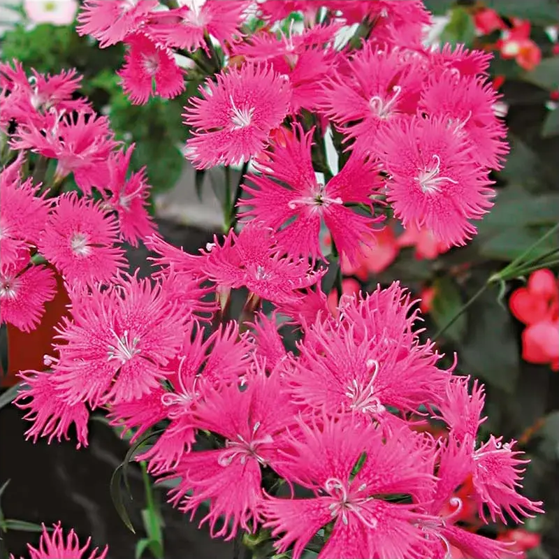 Klinček bradatý Bouquet Purple F1 - Dianthus barbatus - semená klinčeka