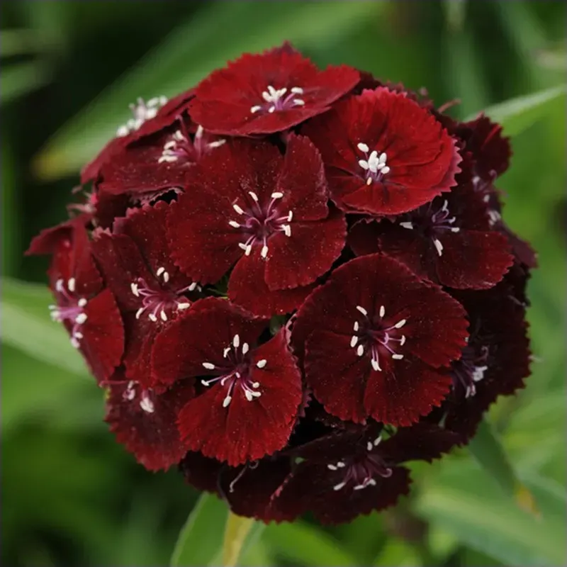 Klinček bradatý Sweet Black Cherry F1 - Dianthus barbatus - semená klinčeka