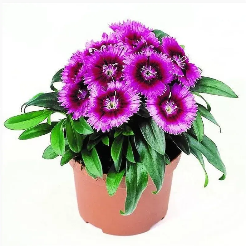 Klinček Chiba Purple Picotee F1 - Dianthus interspecific - semená klinčeka