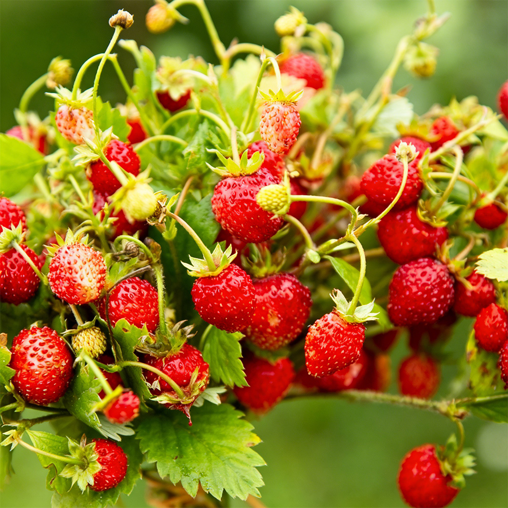 BIO jahody stáleplodiace Reine des Vallées - Fragaria ananassa - semená jahôd