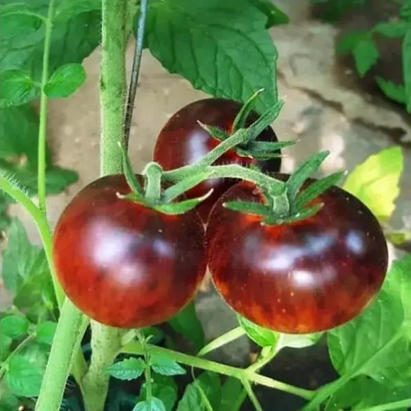 BIO Paradajka Black Trifele - Solanum lycopersicum - bio semená paradajky