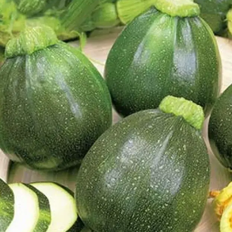 Cuketa Eight Ball F1 - Cucurbita pepo - semená cukety