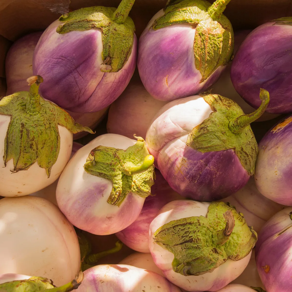 BIO Baklažán Rosa Bianca - Solanum melongena - semená baklažánu