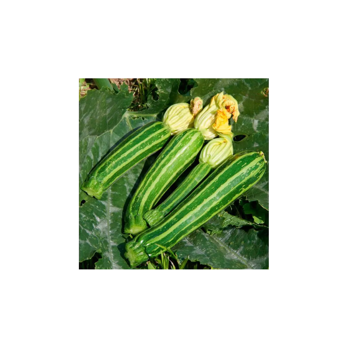 BIO Cuketa Green Tiger F1 - Cucurbita pepo - bio semená cukety