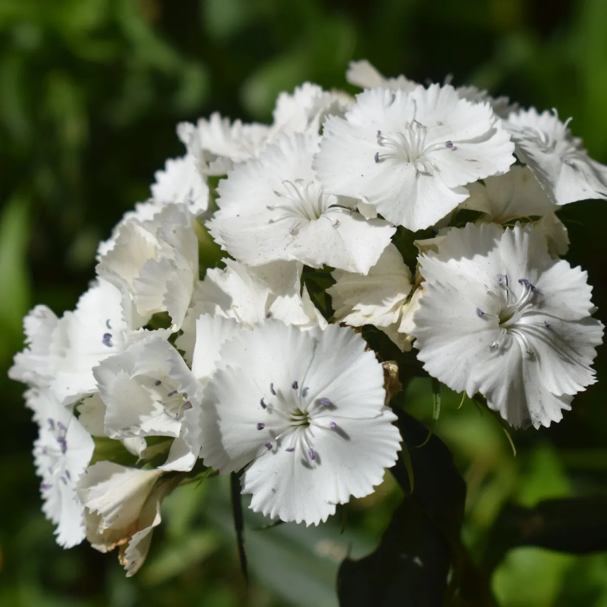 BIO Klinček bradatý Sweet William - Dianthus barbatus - bio semená klinčeka