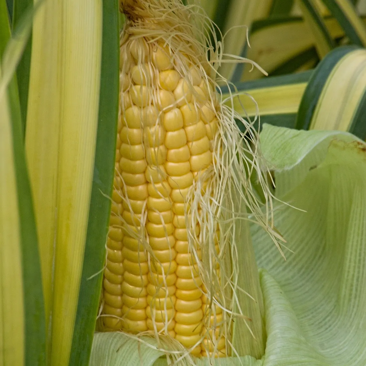 BIO Kukurica cukrová Golden Bantam - Zea mays - semená kukurice