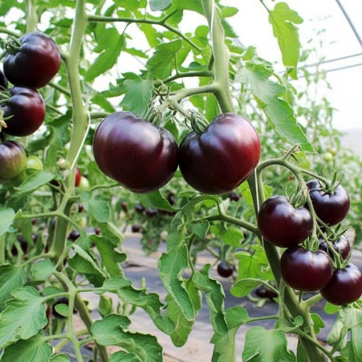 BIO Paradajka tyčková Black Beauty - Solanum lycopersicum - bio semená paradajky