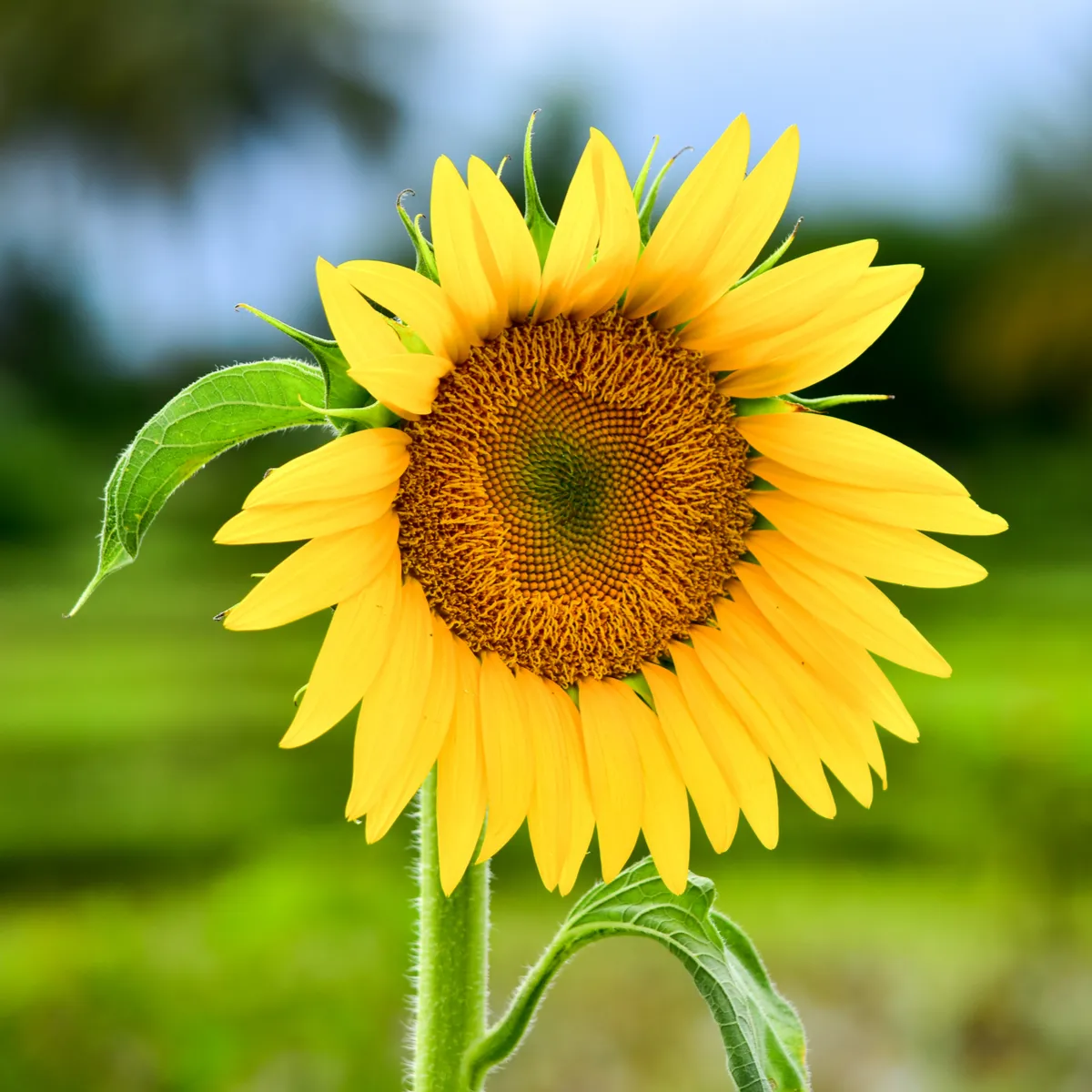 BIO Slnečnica Sunspot - Helianthus annuus - bio semená slnečnice