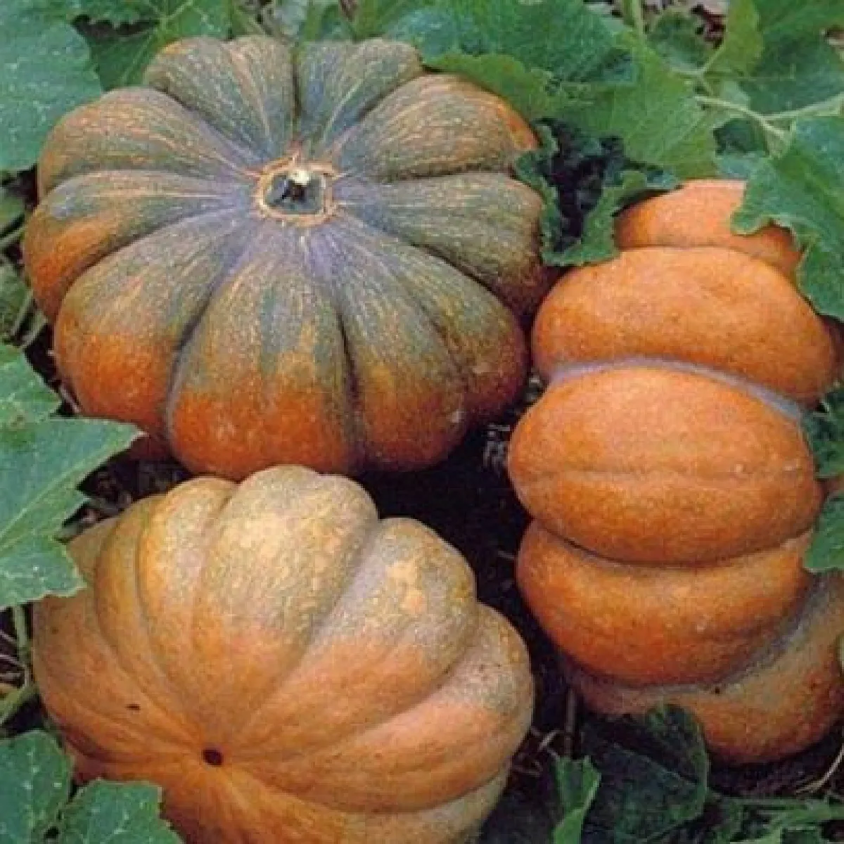 BIO Tekvica Muscat De Provence - Cucurbita moschata - bio semená tekvica