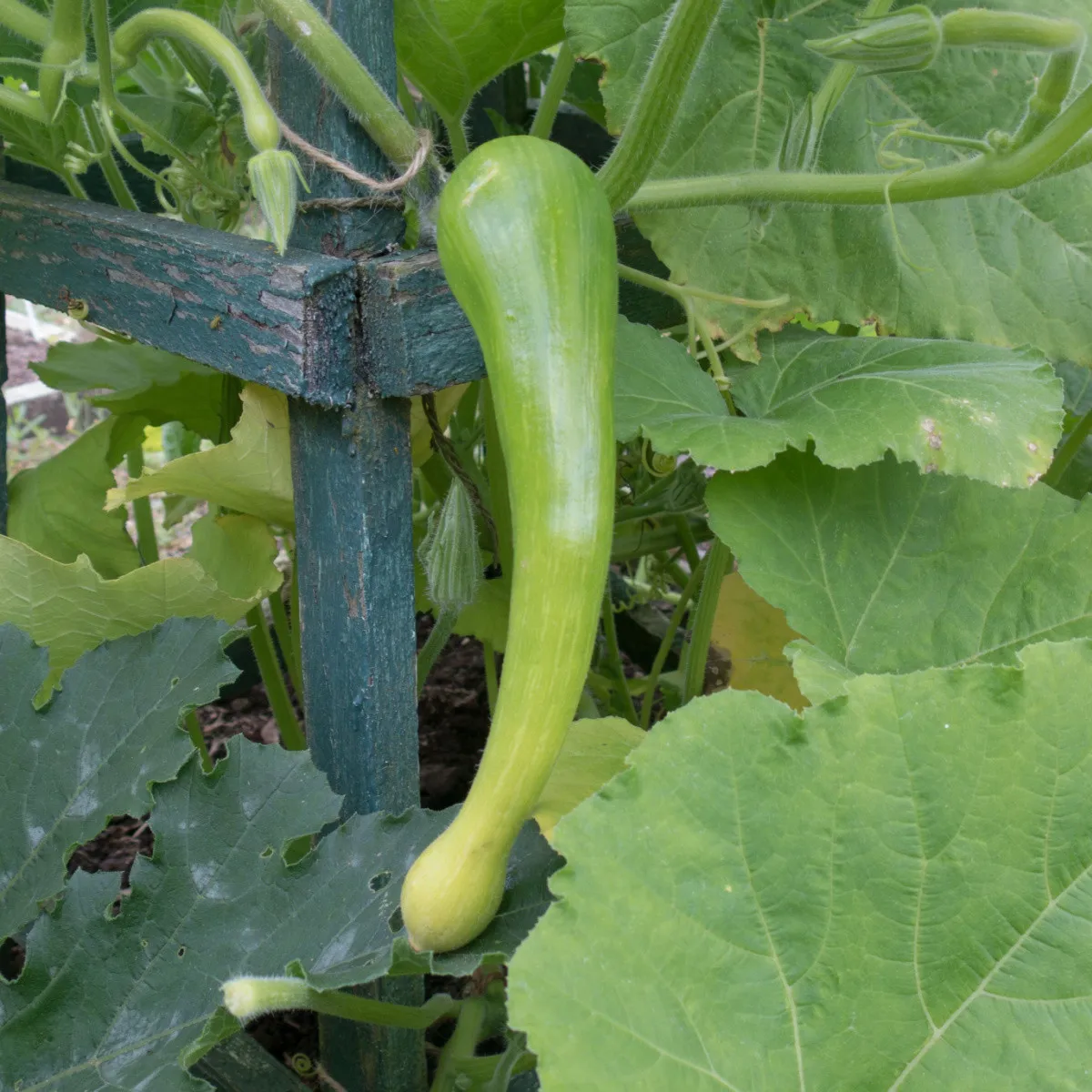 BIO Tekvica muškátová Tromba d Albenga - Cucurbita moschata - bio semená tekvica