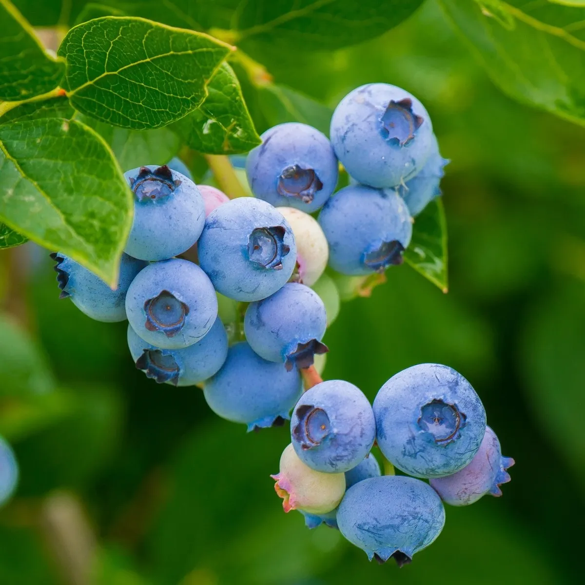 Čučoriedka americká modrá - Vaccinium corymbosum - semená čučoriedok