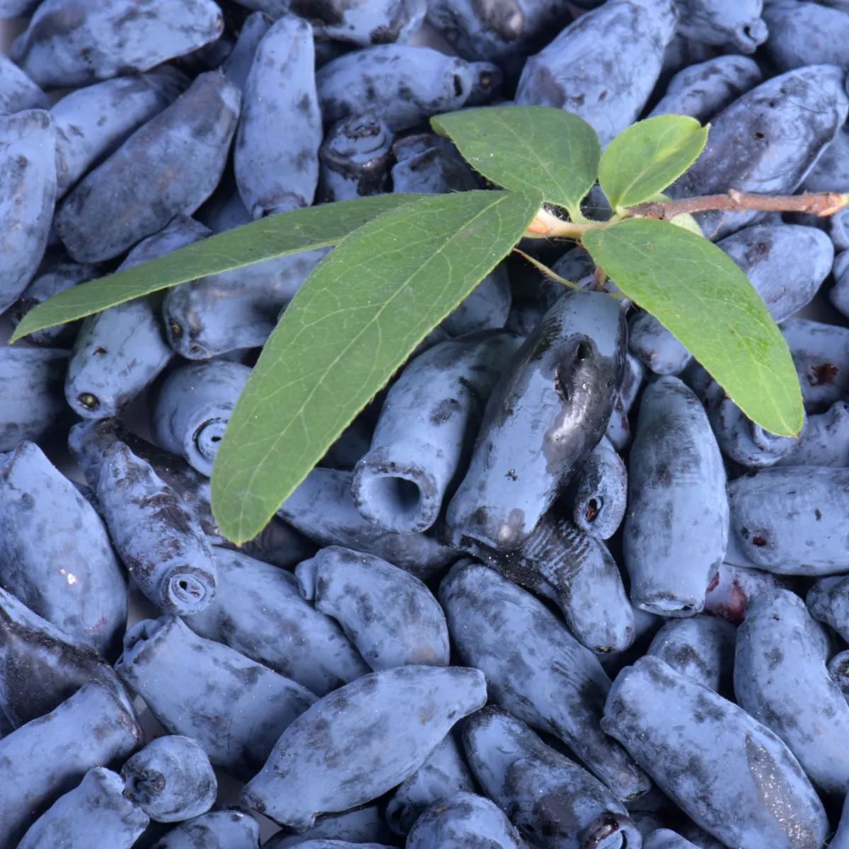 Čučoriedka kamčatská sibírska - Lonicera kamtschatica -semená čučoriedok