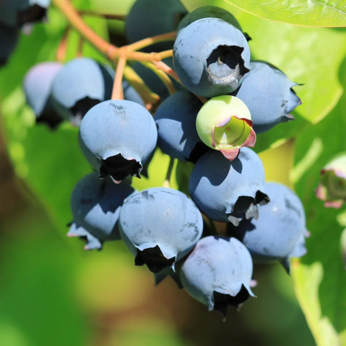Čučoriedka kanadská - Vaccinium corymbosum - semená čučoriedok