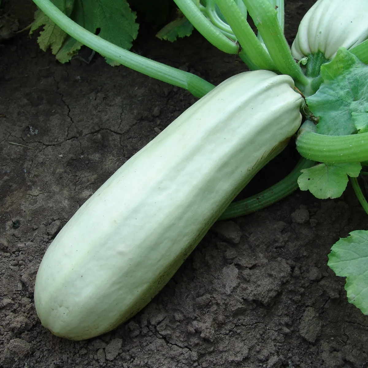 Cuketa Kveta - Cucurbita pepo - semená cukety