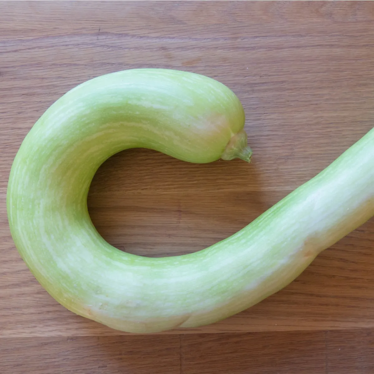 Tekvica veľkoplodá Tromba d Albenga - Cucurbita moschata - semená cukety