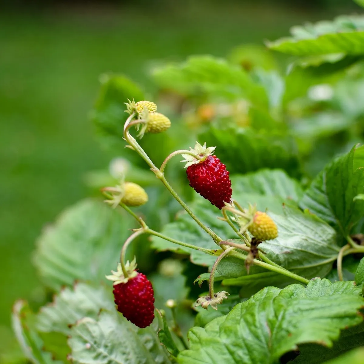 Jahoda mesačná Alexandria - Fragaria vesca - semená jahôd
