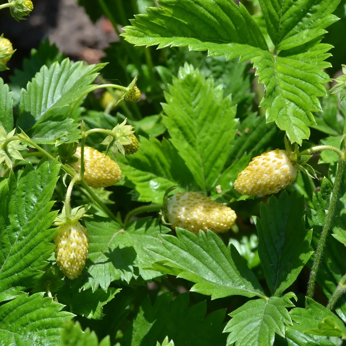 Jahoda mesačná Yellow Wonder - Fragaria vesca - semená