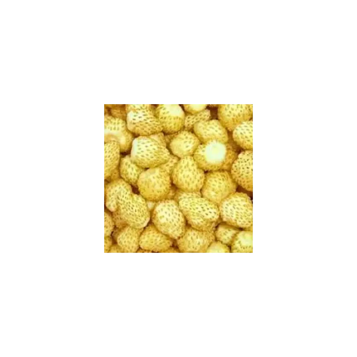 Jahoda mesačná Yellow Wonder - Fragaria vesca - semená