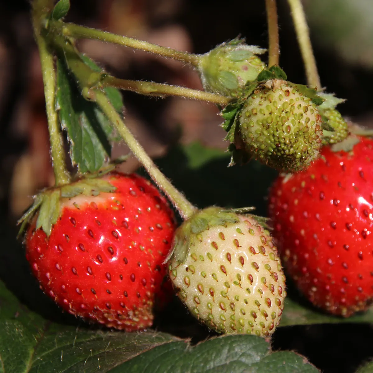 Jahody stáleplodiace Elan F1 - Fragaria ananassa - semená jahody