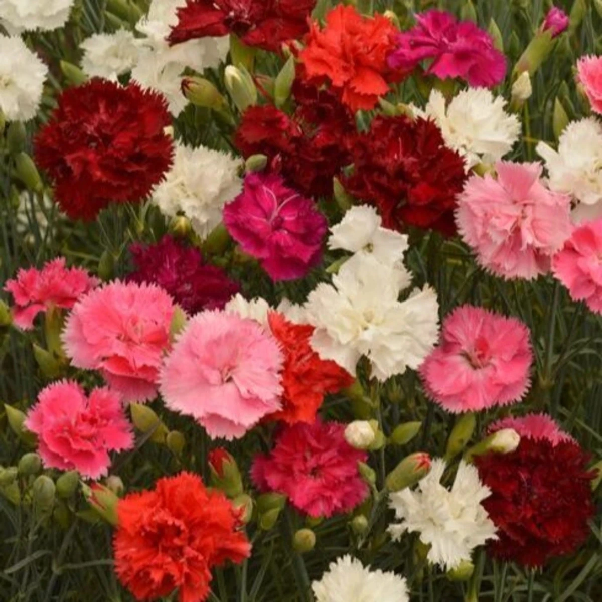 Klinček Grenadin zmes - Dianthus caryophyllus - semená klinčeka