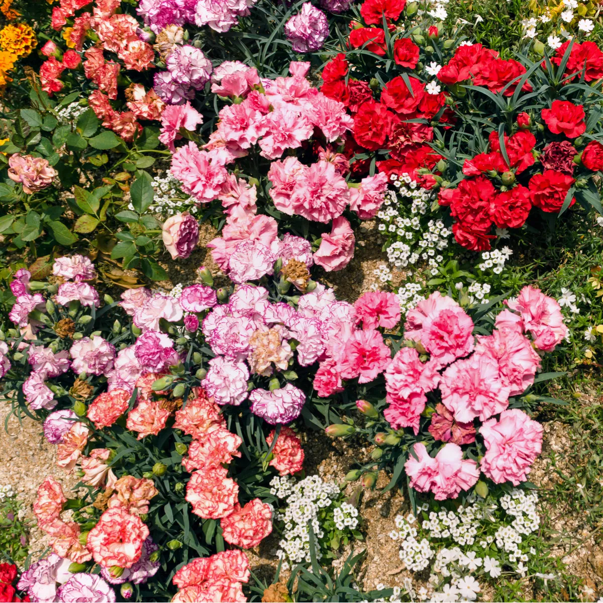 Klinček trpasličí - mix farieb - Dianthus caryophyllus - semená klinčeka