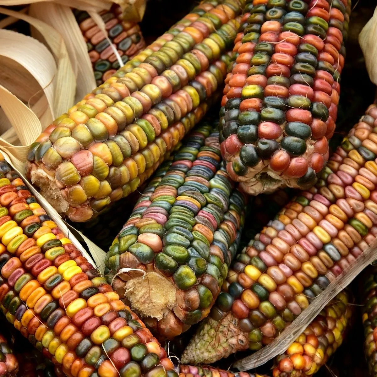 Kukurica Ice Lady - Zea mays - semená kukurice