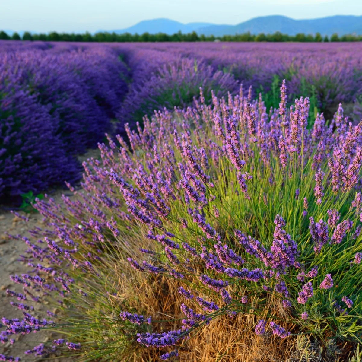 Levanduľa lekárska - Lavandula angustifolia - semená levandule