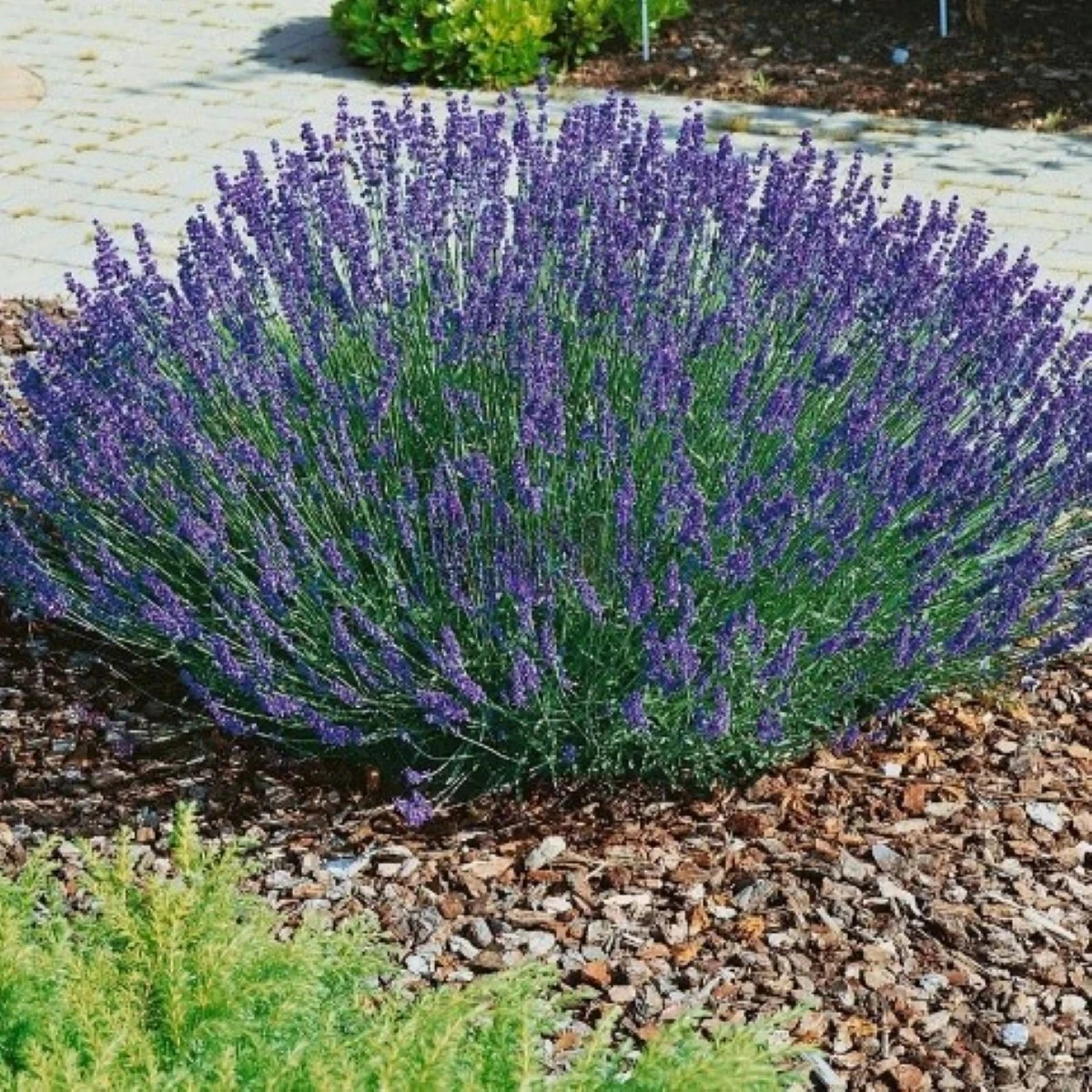 Levanduľa lekárska Provence Blue - Lavandula angustifolia - semená levandule
