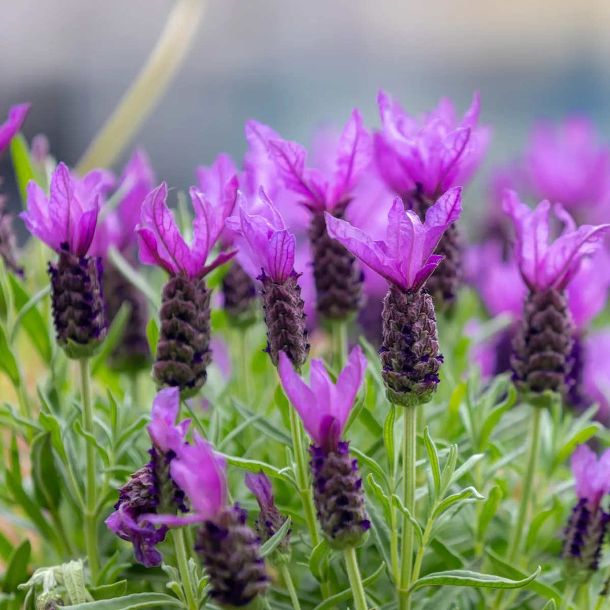Levandule korunkatá - Lavandula stoechas - semena levandule