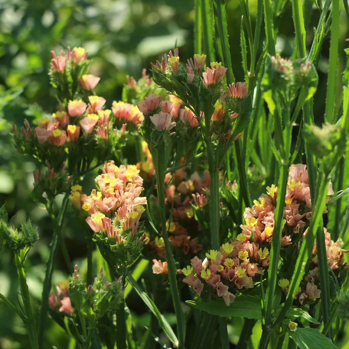 Limonka zohnutá apricot - Limonium sinuatum - semená limonky