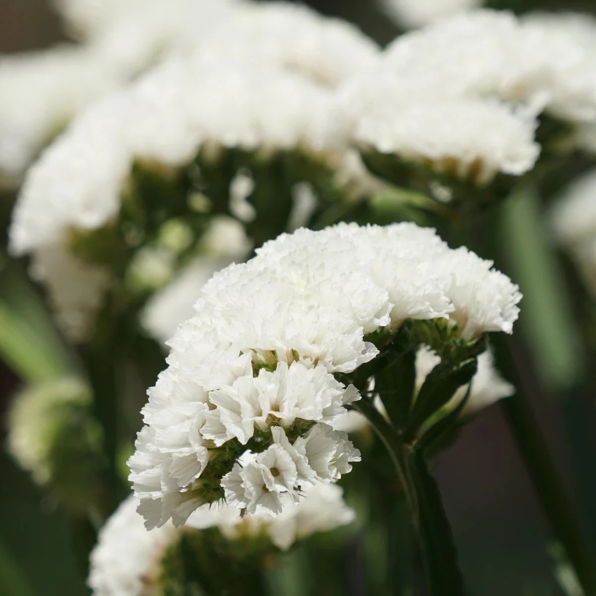 Limonka zohnutá Hipster White - Limónium sinuatum - semená limonky