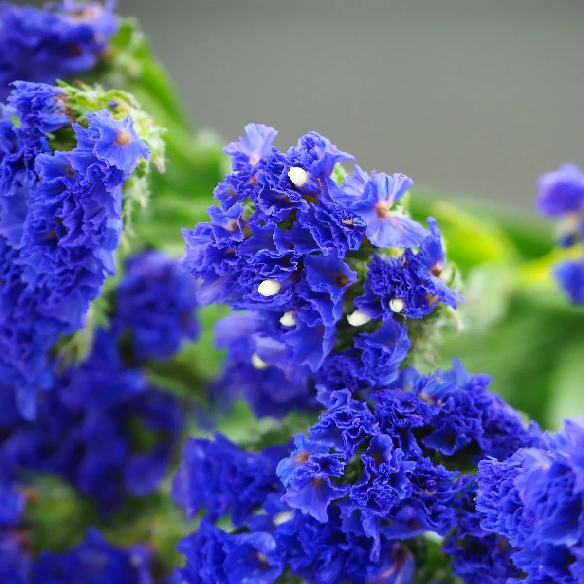 Limonka zohnutá QIS Pale Blue - Limonium sinuatum - semená limonky
