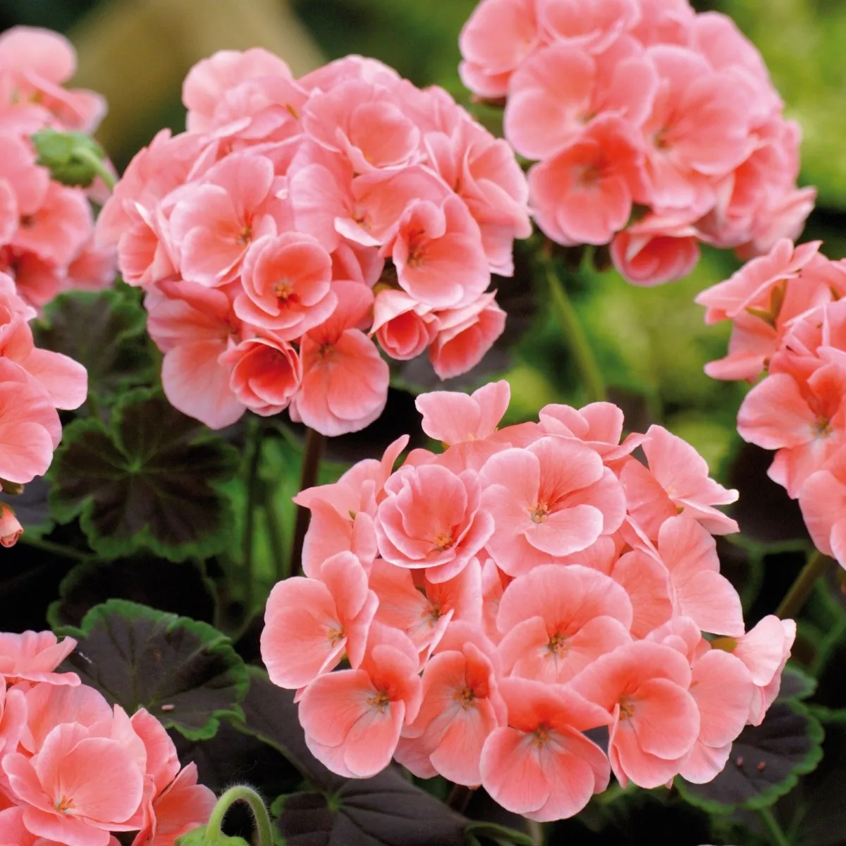 Muškát pásikavý Jitka F1 - Pelargonium zonale - semená