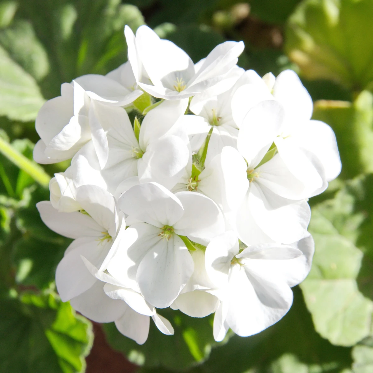 Muškát páskatý Blanka F1 - Pelargonium zonale - semená muškátu